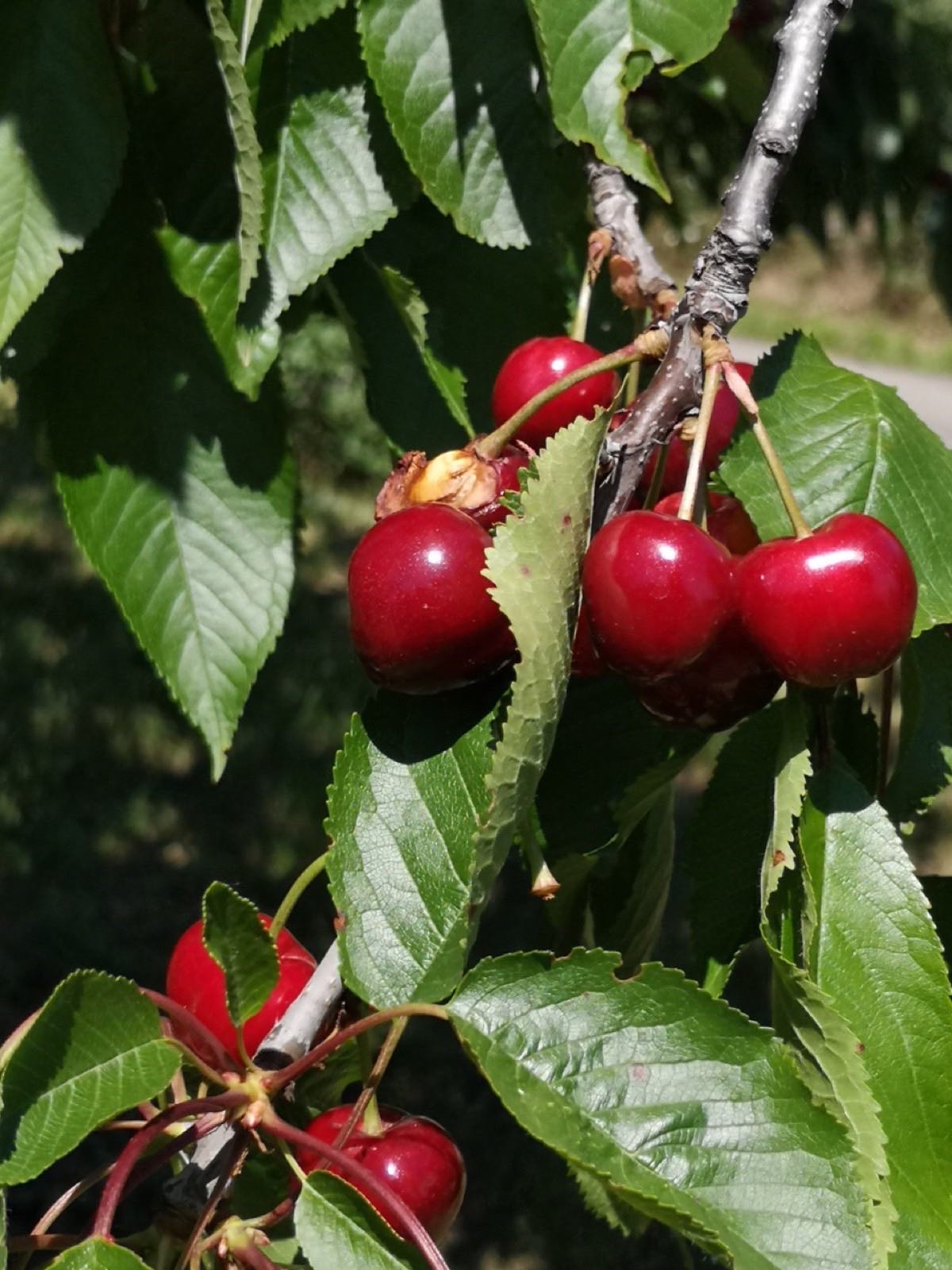Cerises du verger