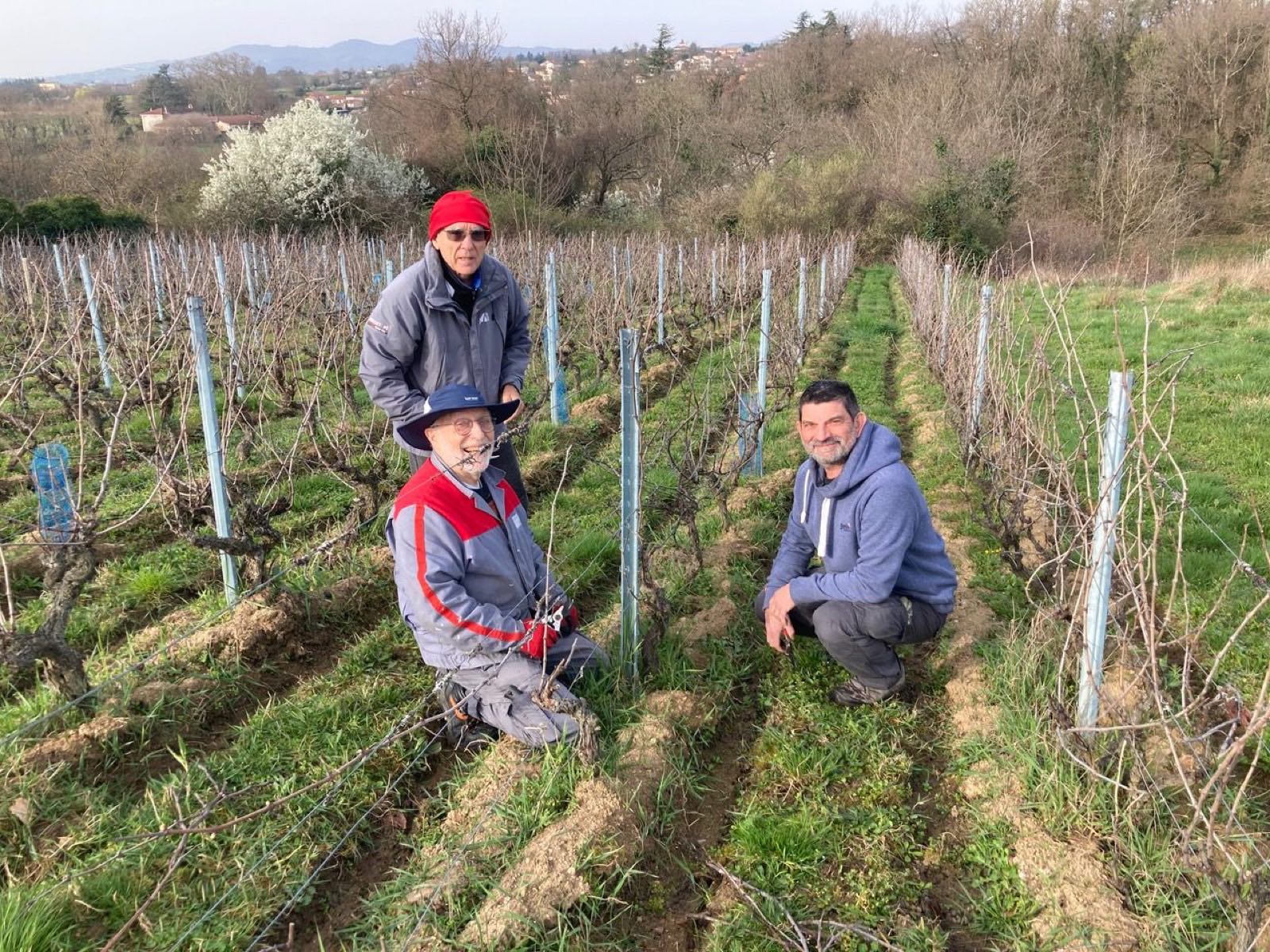 Trois adhérents taillent la vigne